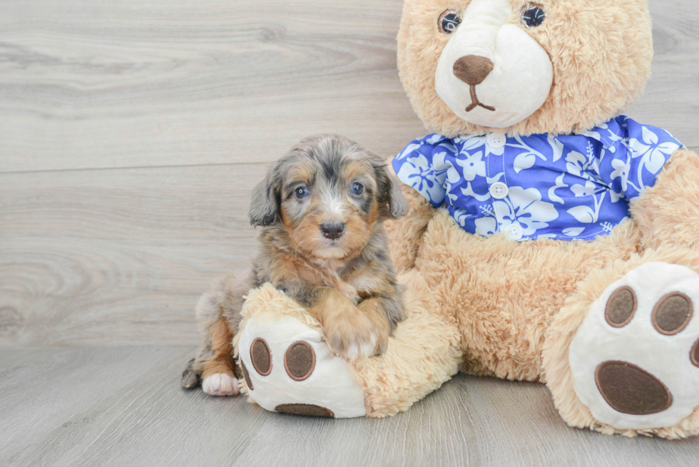 Mini Bernedoodle Pup Being Cute