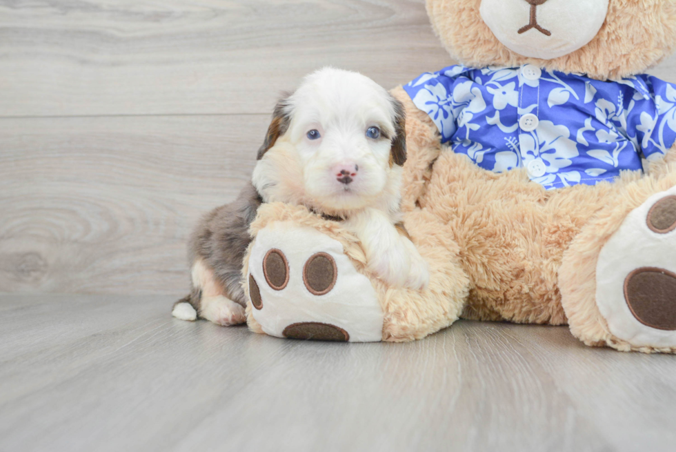 Mini Bernedoodle Pup Being Cute