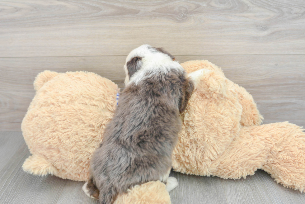 Friendly Mini Bernedoodle Baby