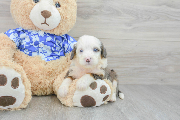 Best Mini Bernedoodle Baby