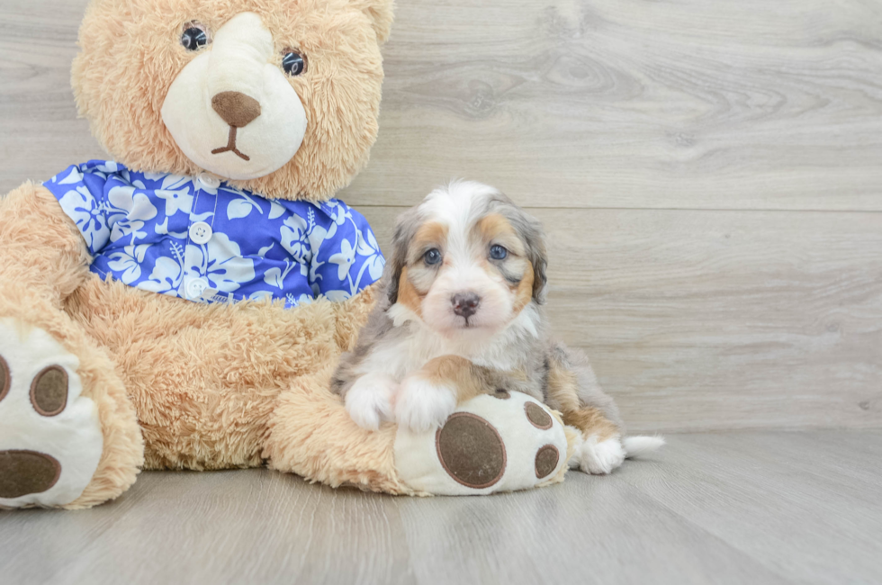 8 week old Mini Bernedoodle Puppy For Sale - Premier Pups