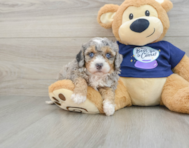 7 week old Mini Bernedoodle Puppy For Sale - Premier Pups