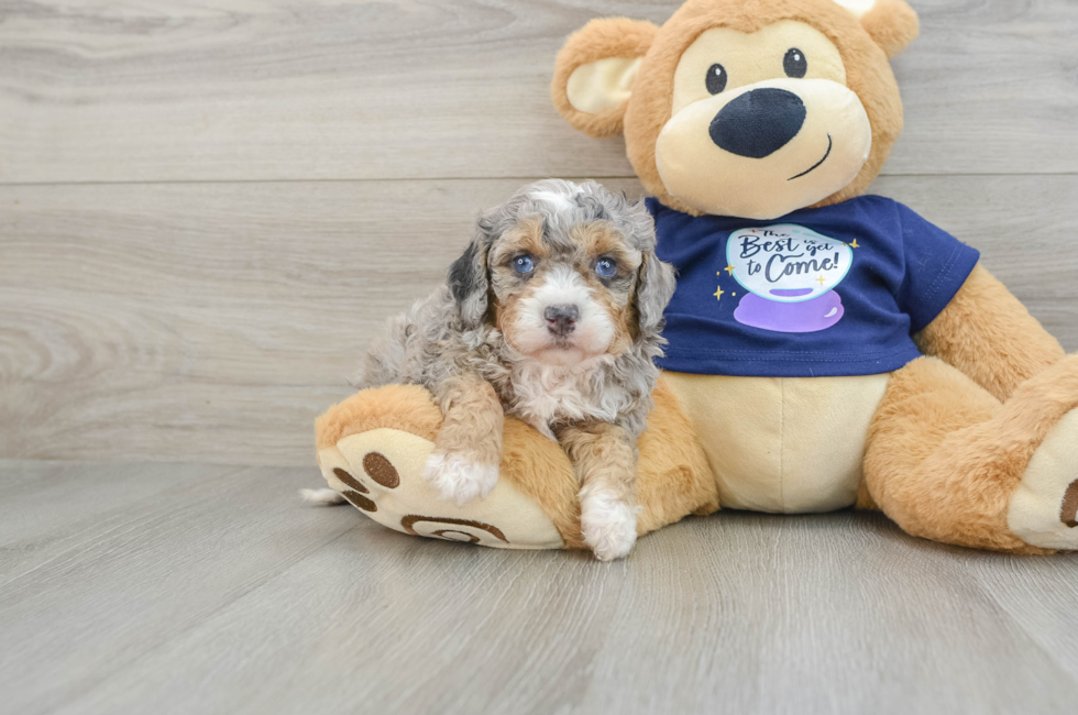 7 week old Mini Bernedoodle Puppy For Sale - Premier Pups