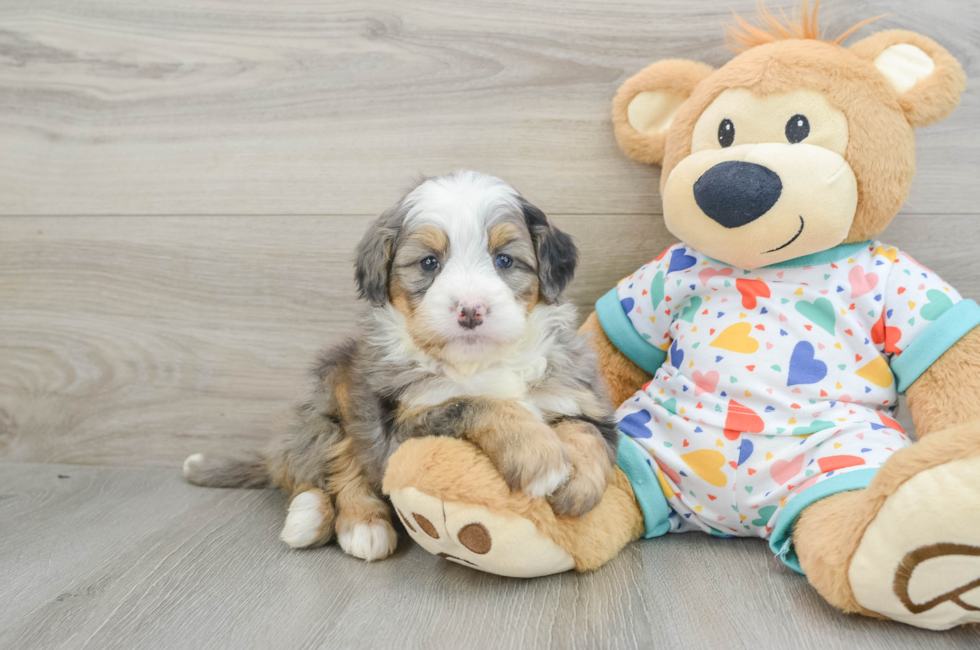 6 week old Mini Bernedoodle Puppy For Sale - Premier Pups