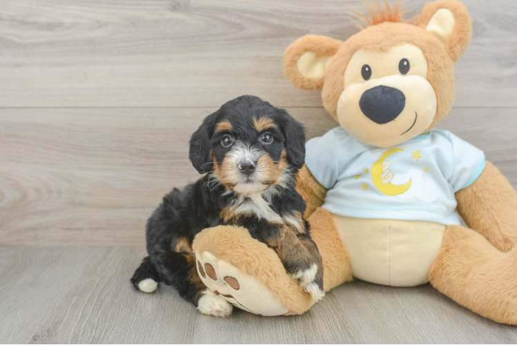 Mini Bernedoodle Pup Being Cute