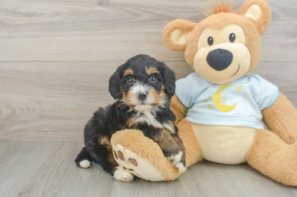 5 week old Mini Bernedoodle Puppy For Sale - Premier Pups