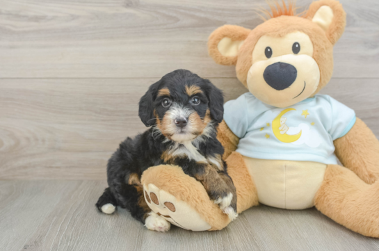 Mini Bernedoodle Pup Being Cute