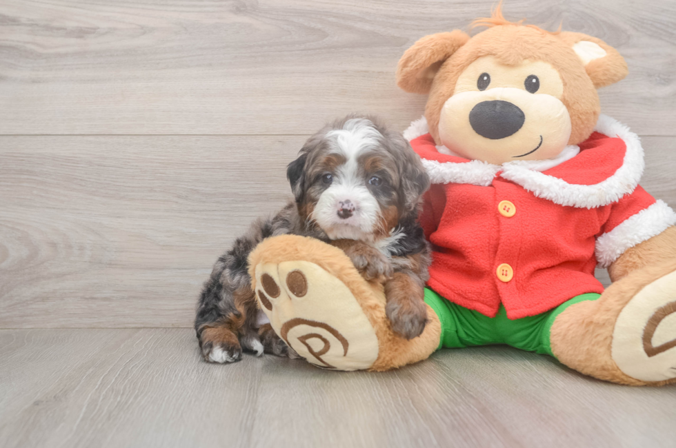 6 week old Mini Bernedoodle Puppy For Sale - Premier Pups
