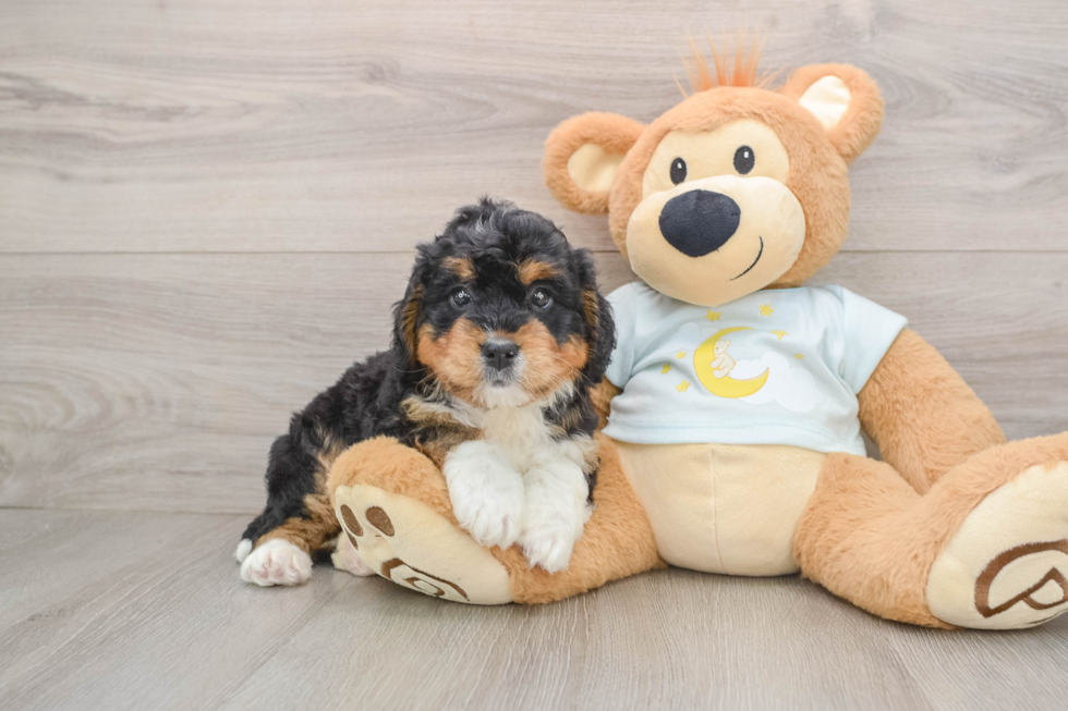 Mini Bernedoodle Puppy for Adoption