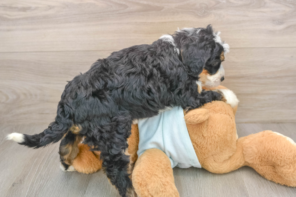 Best Mini Bernedoodle Baby