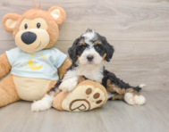 7 week old Mini Bernedoodle Puppy For Sale - Premier Pups