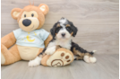 Mini Bernedoodle Pup Being Cute