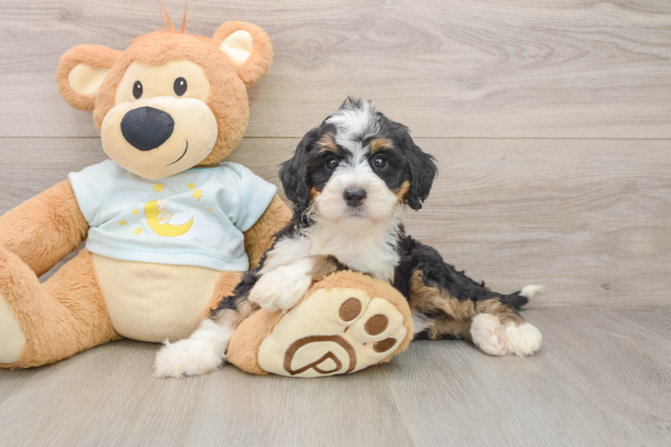 Mini Bernedoodle Pup Being Cute