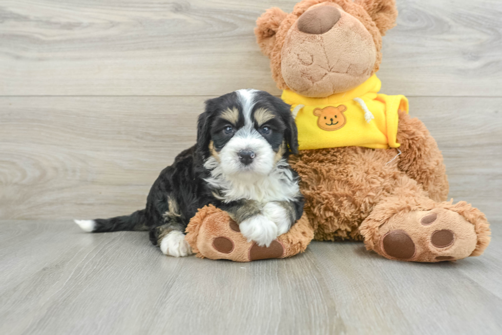 Mini Bernedoodle Pup Being Cute