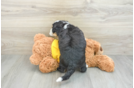 Fluffy Mini Bernedoodle Poodle Mix Pup