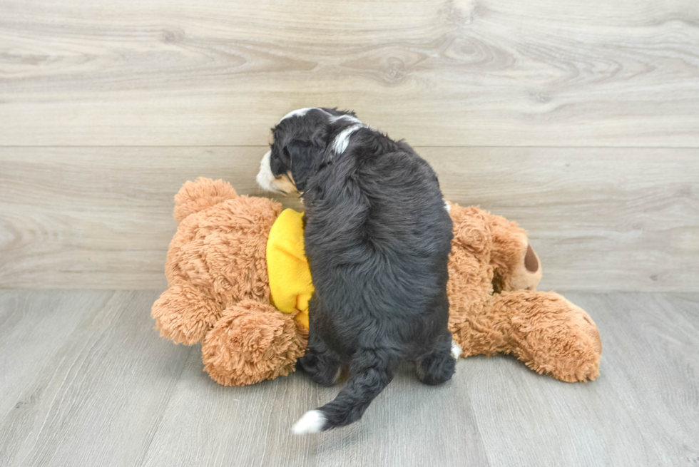 Fluffy Mini Bernedoodle Poodle Mix Pup