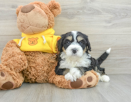 7 week old Mini Bernedoodle Puppy For Sale - Premier Pups