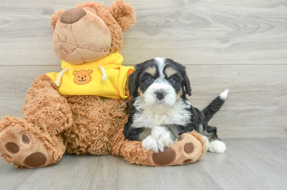 6 week old Mini Bernedoodle Puppy For Sale - Premier Pups