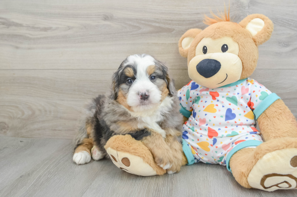 6 week old Mini Bernedoodle Puppy For Sale - Premier Pups