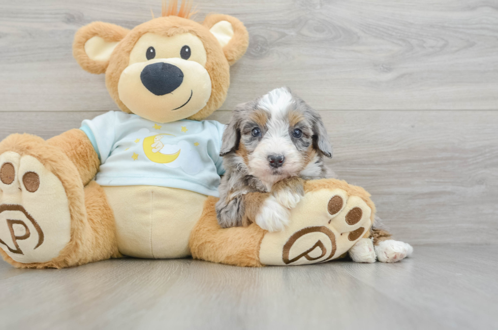 6 week old Mini Bernedoodle Puppy For Sale - Premier Pups