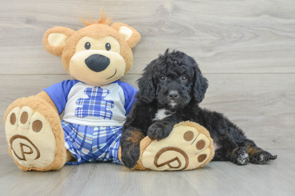 5 week old Mini Bernedoodle Puppy For Sale - Premier Pups