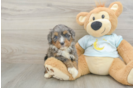 Funny Mini Bernedoodle Poodle Mix Pup