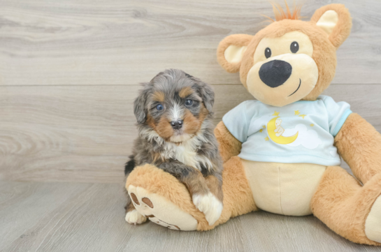 Funny Mini Bernedoodle Poodle Mix Pup
