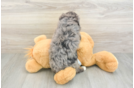Best Mini Bernedoodle Baby