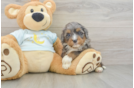 Happy Mini Bernedoodle Baby