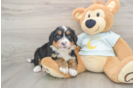 Mini Bernedoodle Puppy for Adoption