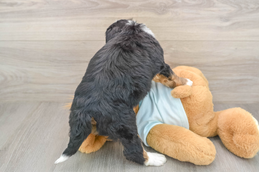 Best Mini Bernedoodle Baby