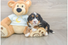 Mini Bernedoodle Puppy for Adoption