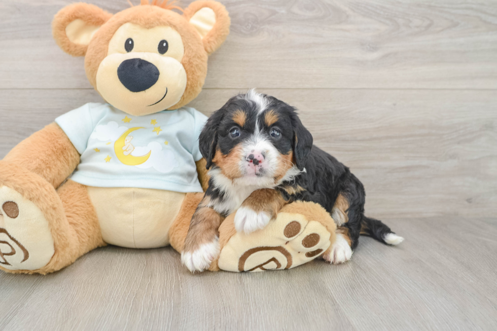 Mini Bernedoodle Puppy for Adoption