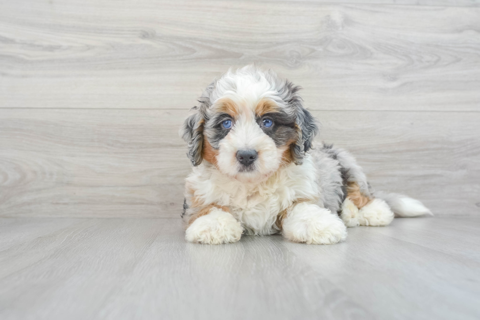 Mini Bernedoodle Pup Being Cute