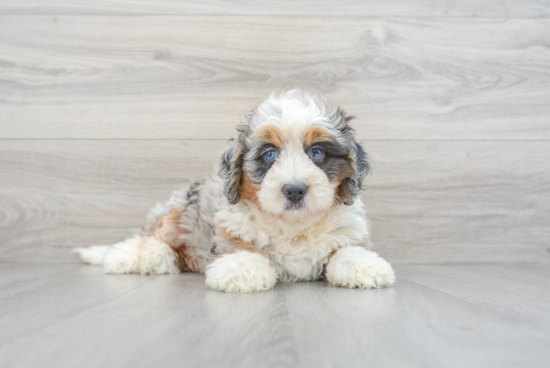 Smart Mini Bernedoodle Poodle Mix Pup