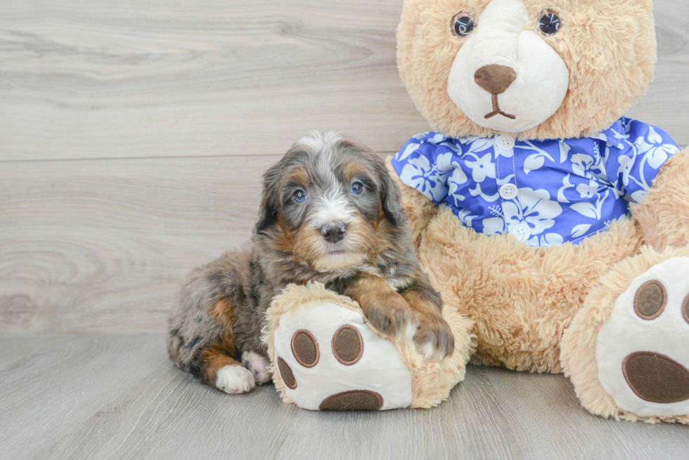 Funny Mini Bernedoodle Poodle Mix Pup