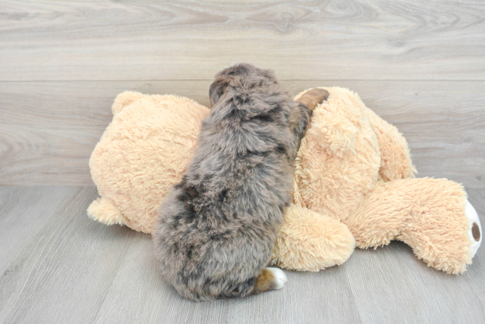 Best Mini Bernedoodle Baby