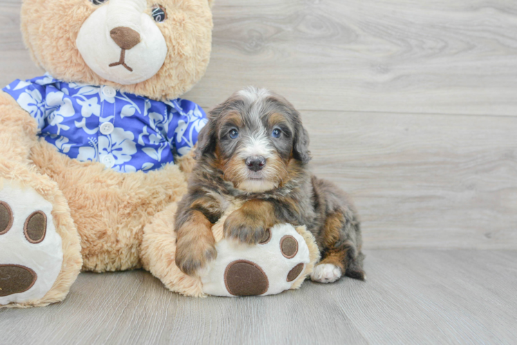 Mini Bernedoodle Pup Being Cute