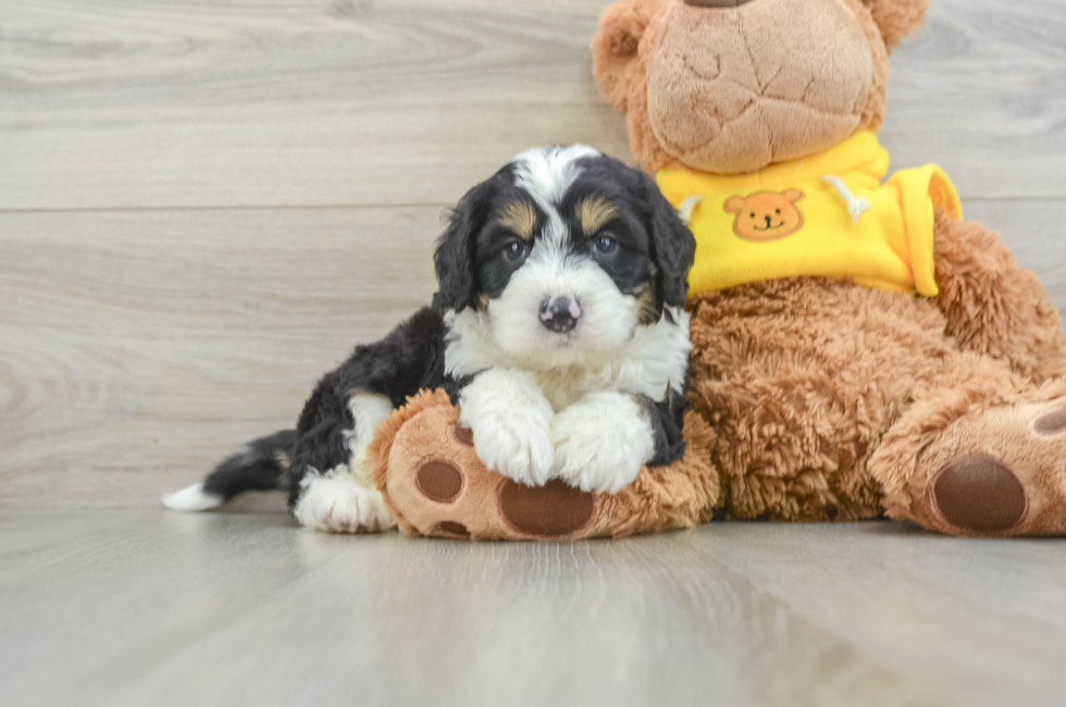 6 week old Mini Bernedoodle Puppy For Sale - Premier Pups