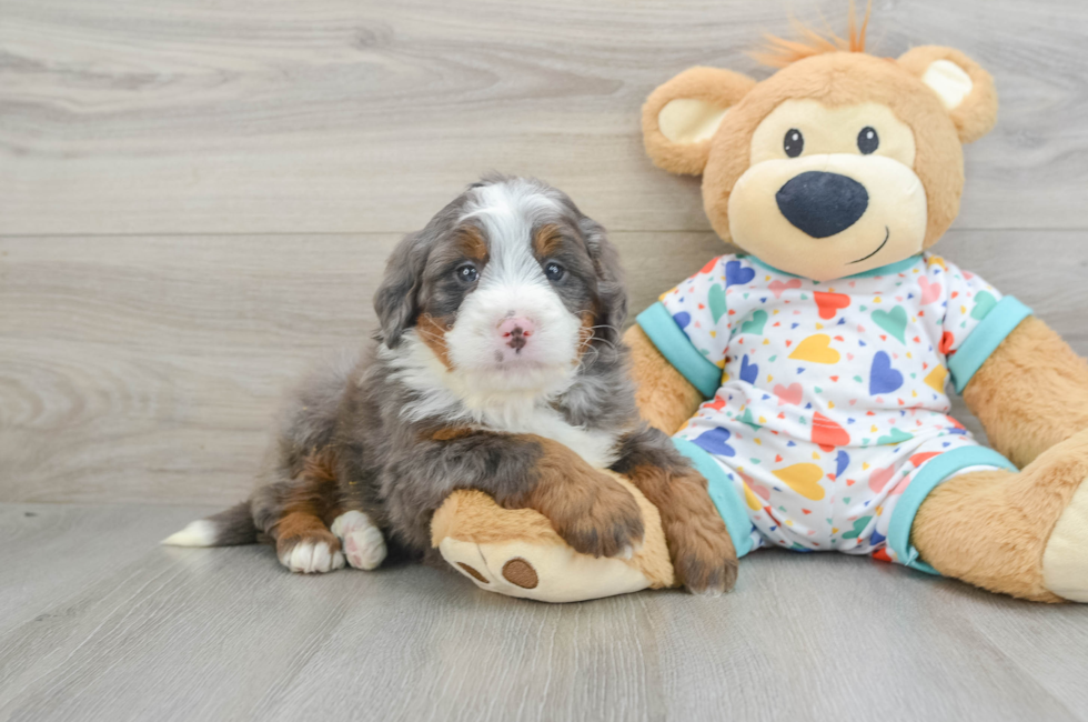 6 week old Mini Bernedoodle Puppy For Sale - Premier Pups