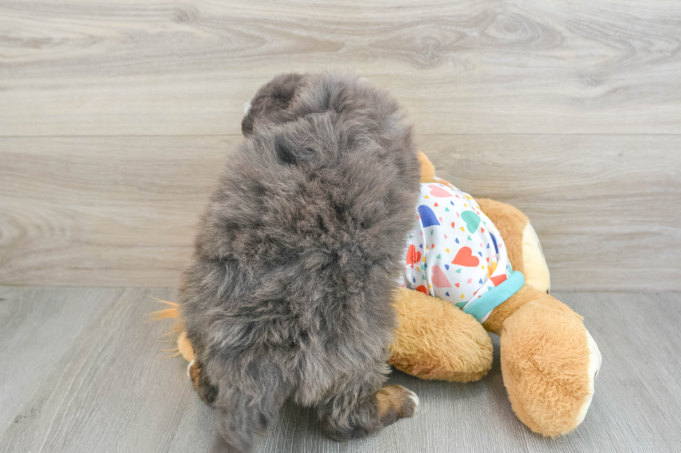 Friendly Mini Bernedoodle Baby