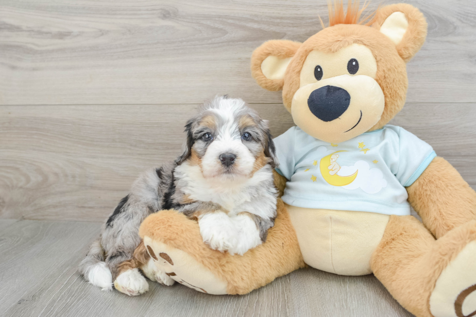 Adorable Bernadoodle Poodle Mix Puppy