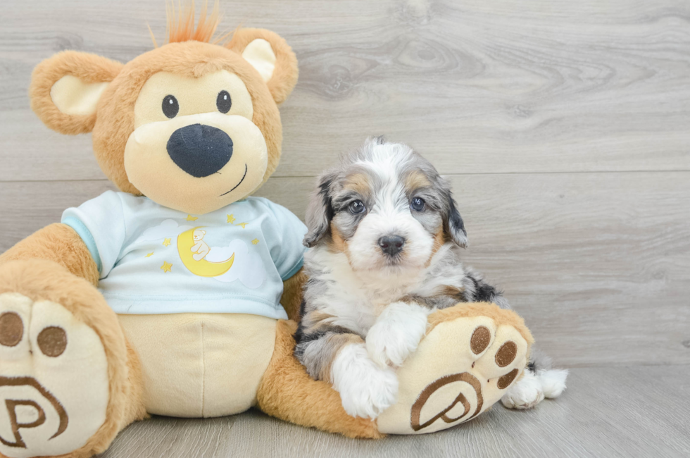 6 week old Mini Bernedoodle Puppy For Sale - Premier Pups