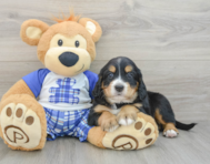 7 week old Mini Bernedoodle Puppy For Sale - Premier Pups