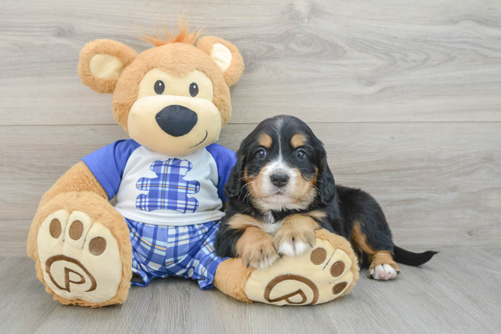 Mini Bernedoodle Pup Being Cute