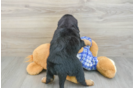 Mini Bernedoodle Puppy for Adoption