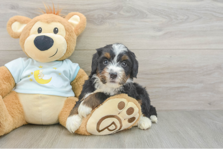 Best Mini Bernedoodle Baby
