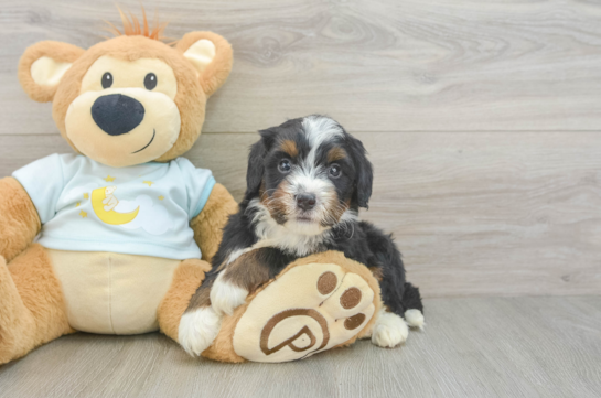 Best Mini Bernedoodle Baby