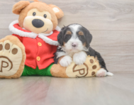 6 week old Mini Bernedoodle Puppy For Sale - Premier Pups