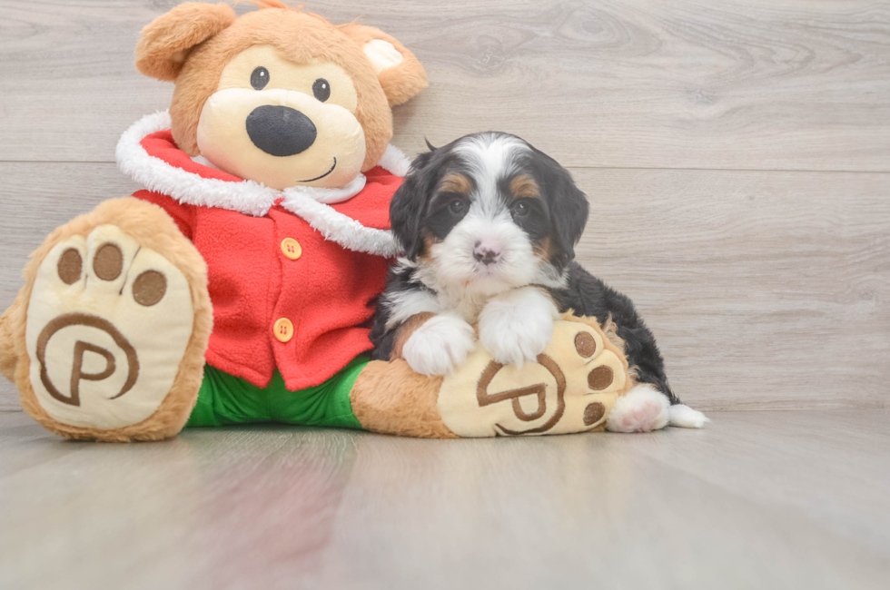 6 week old Mini Bernedoodle Puppy For Sale - Premier Pups